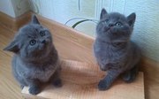 Британские короткошерстные котята