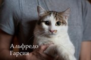 Молодой кот ищет дом