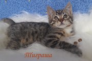 Озорной и забавный которебенок Тиграша ищет дом.