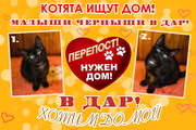 Котята ищут дом! В ДАР! СРОЧНО НУЖЕН ДОМ!