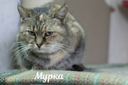 Чудесная кошечка Мурка в добрые руки!    Мурка - очаровательна и прекрасна! Она уже не молода,  но еще в самом расцвете сил! По характеру очень спокойная и тихая кошечка. Не навязывается сама,  но очень любит обнимашки и поглаживания! 