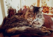 Красавица Миша ищет дом!  Самая крутая кошка на свете открывает ваканс