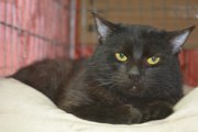  Красивый черный кот - Уголек ищет ДОМ!  