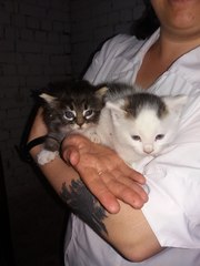 Новички в сахе!!!!  Три очаровательных котенка ,  два сереньких и белый