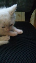 Срочно!!!Найден Маленький котенок, 1, 5 месяца,  белый, мальчик!приютите к