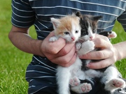 Пушистый черно-белый котик и рыже-белая кошечка. Родились в начале мая