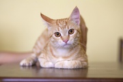 В дар кот-подросток,  возраст 6 месяцев,  персиковый Здоров,  кастрирован