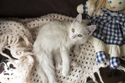 Друзья,  кошка 8 месяцев в дар,  Белая,  стерилизованная,  контактная. К л