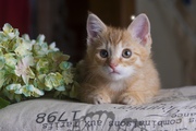 Друзья,  в дар котенок рыжий,  возраст 2 месяца,  ручной,  ласковый,  к лот