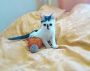 Очаровательный котенок Мультик ищет дом Мультику около 2х месяцев,  лас